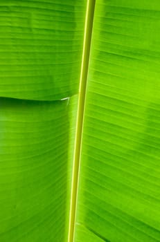 Green banana leaf