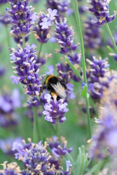 lavender flowers 