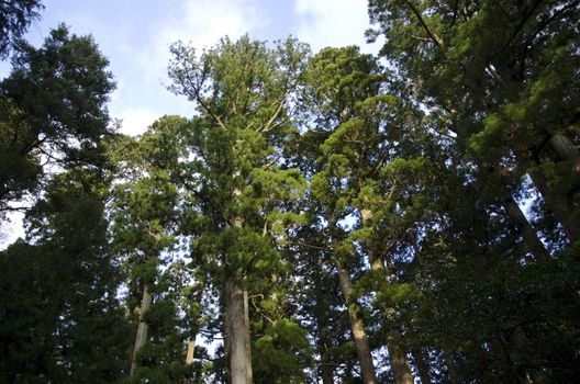 Tall japanese pine tree seen from below