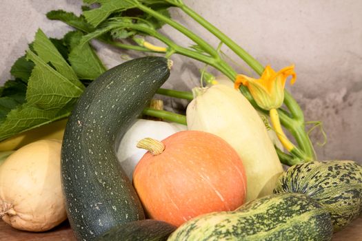 Vegetable marrows  pumpkins with flower and green leaves on a table