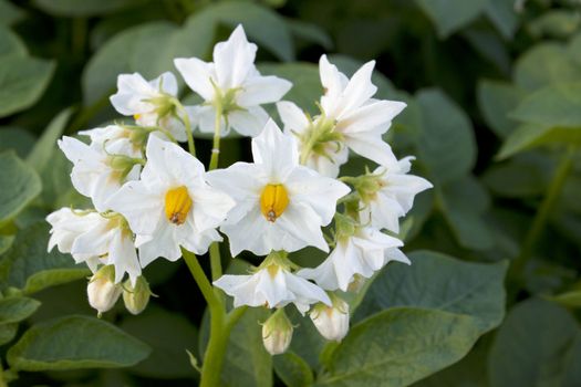 A beautiful white flower of a potato