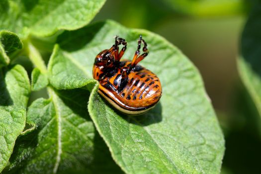 Close-up of Colorado potato beetle sitting on green leaf