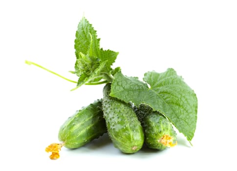 Green cucumbers with leaves on a white background