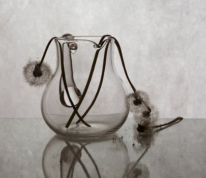 Dandelions with reflection