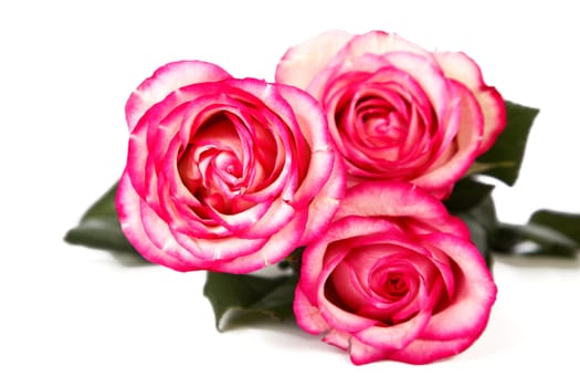 Bouquet from three white-red roses the isolated on white background