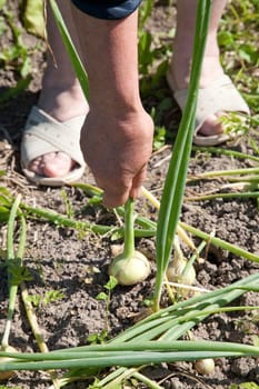 The old woman pulls out an onions from a bed
