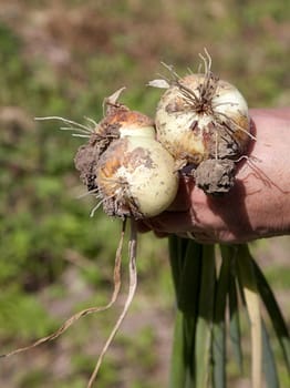 Tubers  onions in hands of the old woman