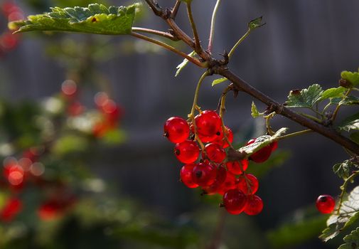 Berries of a red currant appeared through by the sun