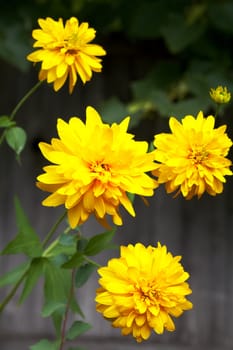 Colorful yellow chrysanthemum flowers in garden 