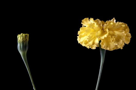 Yellow flower and bud on a black background