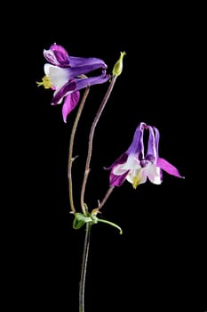 Violet flower Aquilegia isolated on a black background