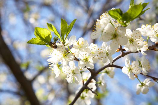 Blossoming plum in the spring against blur background