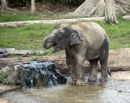 elephant in Malaysia Kuala gandah