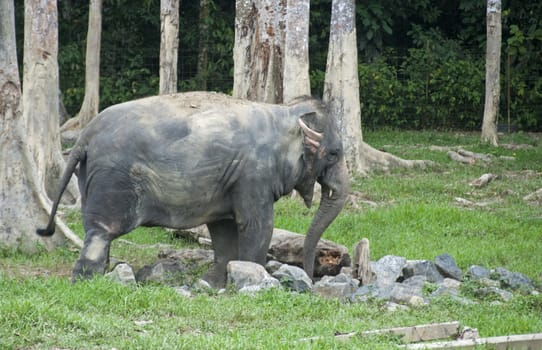 Elephants in Malaysia Kuala Gandah