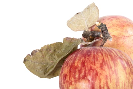 Red apples with dry leaves on a white background