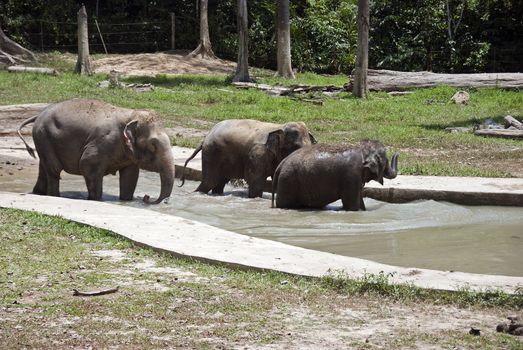 Ejephants in Malyasia