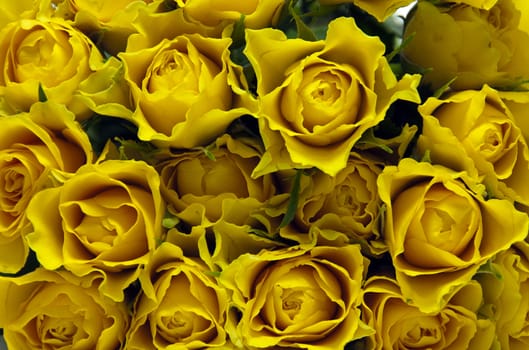 yellow roses background