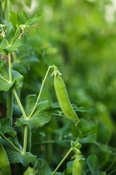 Green pea on the garden bed closeup