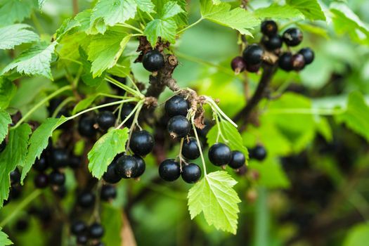 Black currant bush, close up the berries