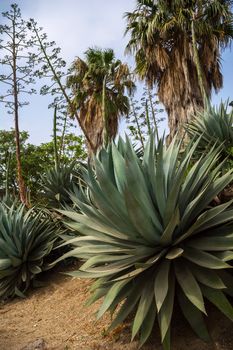 Oasis in Judean Desert. Palms and ogavas growth