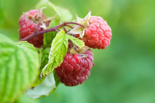 Ripe red raspberry on the branch closeup