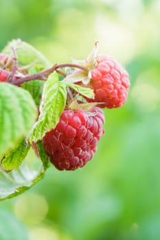 Ripe red raspberry on the branch closeup