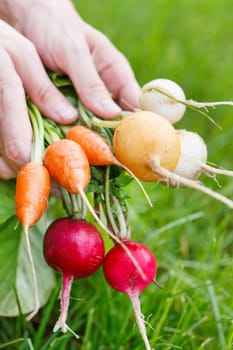 fresh vegetables 