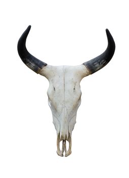 Buffalo skull isolate on white background