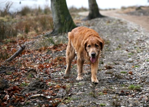 dog in the nature (golden retriever) on a path
