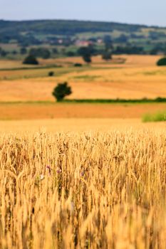 Fields of wheat 