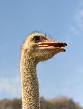 Close up portrait of an ostrich and blue sky