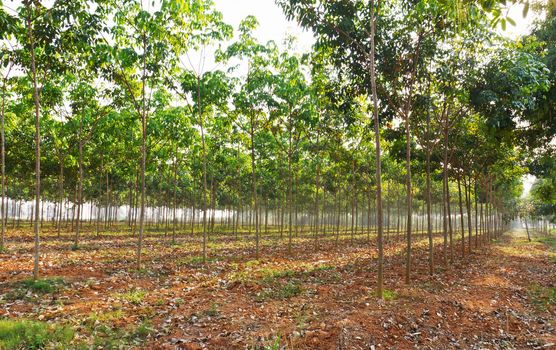 Rubber tree or hevea brasiliensis plant field in Thailand