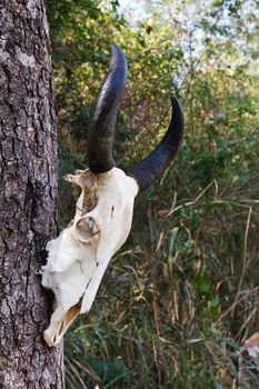 Skull buffalo hang on tree in forest