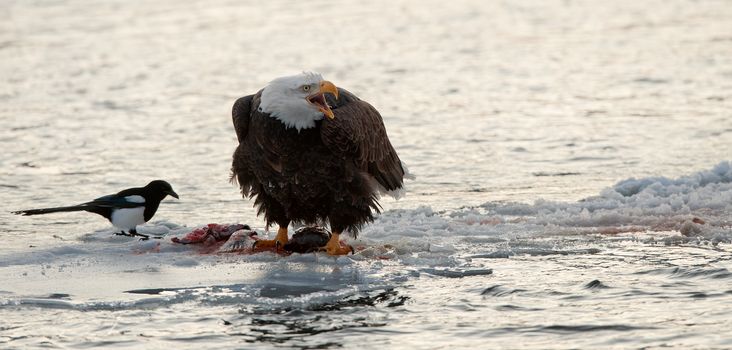 Bald Eaglee on an ice floe eats a salmon. Nearby magpie