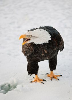 Close up Portrait of a Bald eagle (Haliaeetus leucocephalus washingtoniensis ) with an open beak .