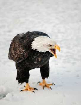 Close up Portrait of a Bald eagle (Haliaeetus leucocephalus washingtoniensis ) with an open beak .