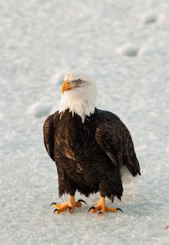 Close up Portrait of a Bald eagle (Haliaeetus leucocephalus washingtoniensis ) on the snow .