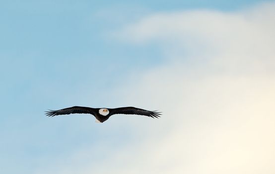 Flying Bald Eagle (Haliaeetus leucocephalus washingtoniensis)