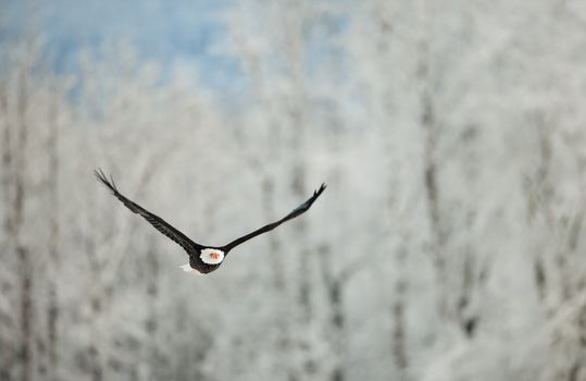 Flying eagle ( Haliaeetus leucocephalus washingtoniensis  )over snow-covered mountains. Winter Alaska. USA