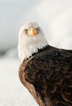 Winter Close up Portrait of a Bald eagle (Haliaeetus leucocephalus washingtoniensis ).