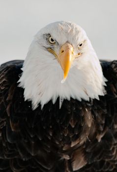 Winter Close up Portrait of a Bald eagle (Haliaeetus leucocephalus washingtoniensis ).