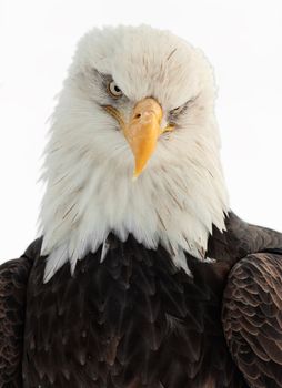 Winter Close up Portrait of a Bald eagle (Haliaeetus leucocephalus washingtoniensis ). Isolated on white