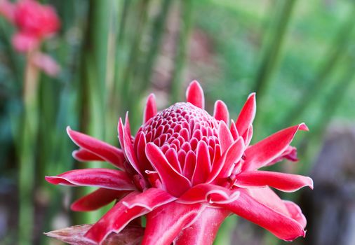 Torch ginger, etlingera elatior flowers family zingiberaceae.