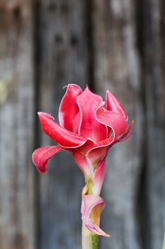 Torch ginger, etlingera elatior flowers family zingiberaceae.