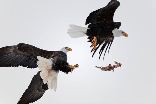 Eagles fight in the air. Two Bald Eagles (Haliaeetus leucocephalus washingtoniensis ) fight in air because of a piece of fish.