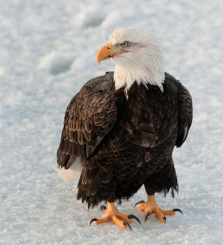 Close up Portrait of a Bald eagle (Haliaeetus leucocephalus washingtoniensis ) on the snow .