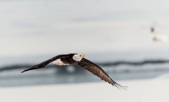 Flying eagle (Haliaeetus leucocephalus washingtoniensis) over the snow-covered river. Winter Alaska. USA