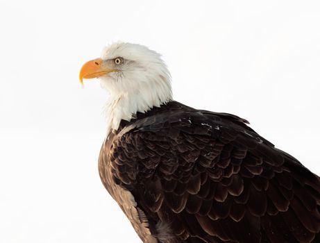 Winter Close up Portrait of a Bald eagle (Haliaeetus leucocephalus washingtoniensis ). Isolated on white