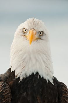 Close-up Portrait of Bald Eagle (Haliaeetus leucocephalus), Alaska, USA