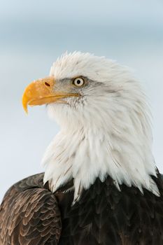 Winter Close up Portrait of a Bald eagle (Haliaeetus leucocephalus washingtoniensis ). Isolate on white